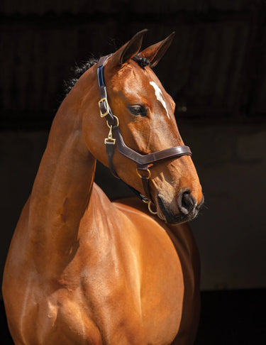 Horseware Ireland Brown Micklem Leather Headcollar - Large Horse| Online For Equine