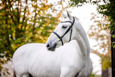 Horseware Ireland Cavesson Bridle| Online For Equine