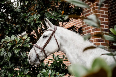 Horseware Ireland Dressage Flash Bridle| Online For Equine