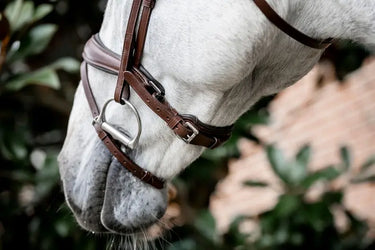 Horseware Ireland Dressage Flash Bridle| Online For Equine
