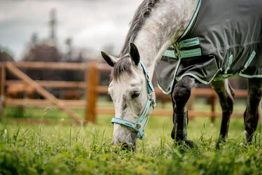 Buy Horseware Ireland Field Safe Headcollar| Online for Equine