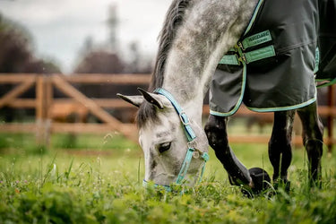 Buy Horseware Ireland Field Safe Headcollar| Online for Equine