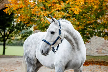 Horseware Ireland Grooming Headcollar| Online For Equine