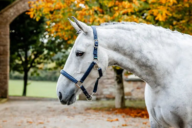 Horseware Ireland Grooming Headcollar| Online For Equine