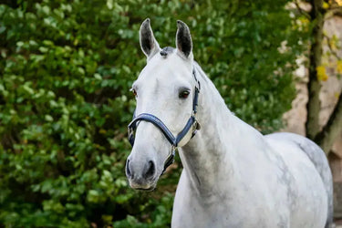 Horseware Ireland Grooming Headcollar| Online For Equine