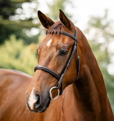 Horseware Ireland Havana Brown Horseware Ireland Hunter Bridle| Online For Equine