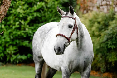 Horseware Ireland Hunter Cavesson Bridle W/Reins| Online For Equine