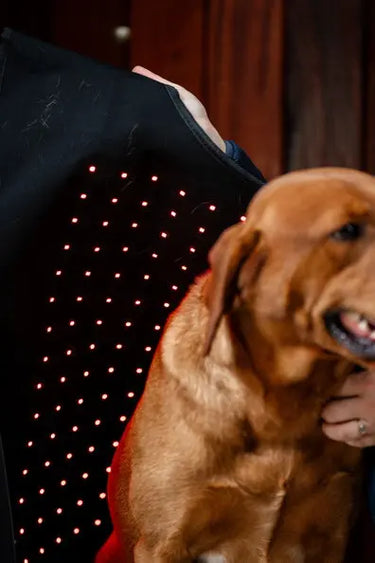 Horseware Ireland LED Red Light Therapy Pet Coat| Online For Equine