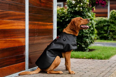 Horseware Ireland LED Red Light Therapy Pet Coat| Online For Equine