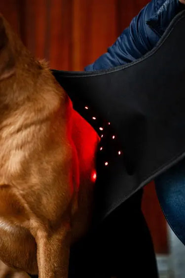 Horseware Ireland LED Red Light Therapy Pet Leg Wrap| Online For Equine