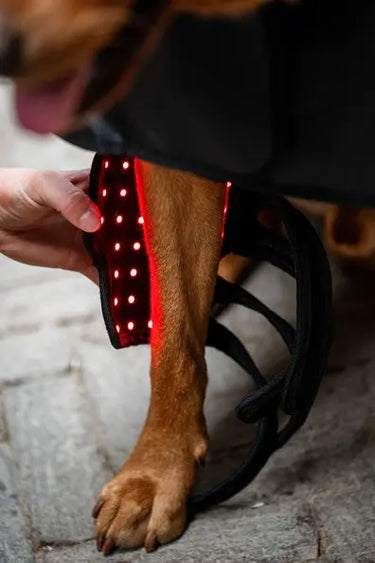 Horseware Ireland LED Red Light Therapy Pet Leg Wrap| Online For Equine