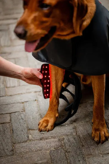 Horseware Ireland LED Red Light Therapy Pet Leg Wrap| Online For Equine