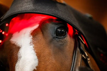 Horseware Ireland LED Red Light Therapy Poll Cap| Online For Equine