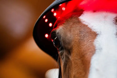Horseware Ireland LED Red Light Therapy Poll Cap| Online For Equine