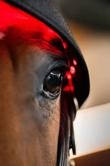 Horseware Ireland LED Red Light Therapy Poll Cap| Online For Equine