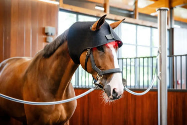 Horseware Ireland LED Red Light Therapy Poll Cap| Online For Equine