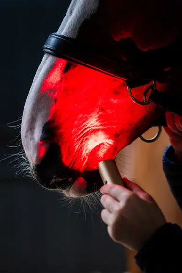 Horseware Ireland LED Red Light Therapy Wand| Online For Equine