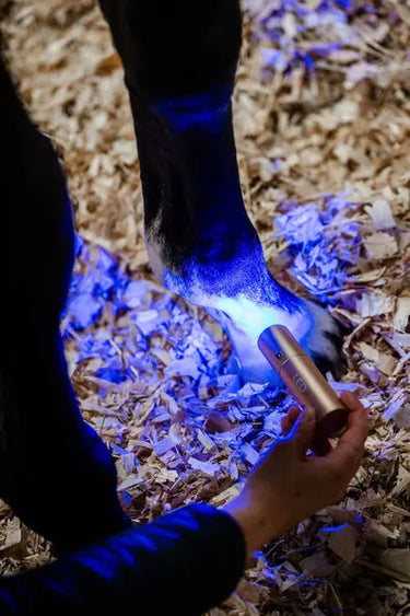 Horseware Ireland LED Red Light Therapy Wand| Online For Equine