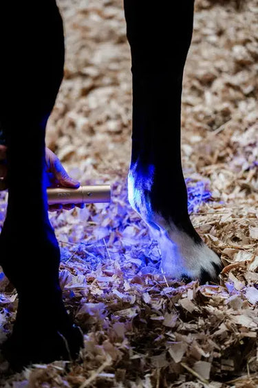 Horseware Ireland LED Red Light Therapy Wand| Online For Equine