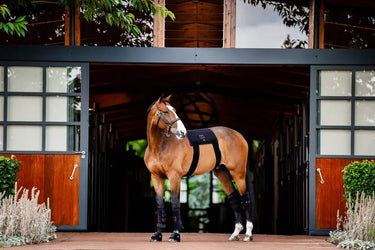 Horseware Ireland Led Red Light Therapy Left Hock Boot| Online For Equine