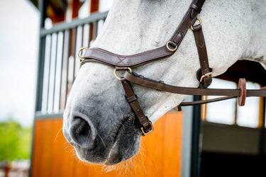 Buy Horseware Ireland Micklem 2 Multi Bridle| Online for Equine