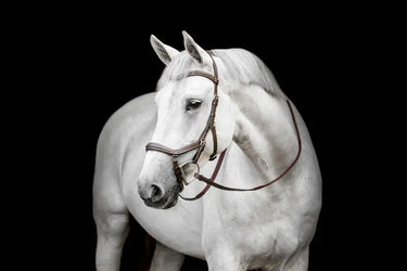 Horseware Ireland Micklem Deluxe Competition| Online For Equine