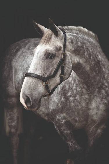 Buy Horseware Ireland Micklem Leather Headcollar| Online for Equine