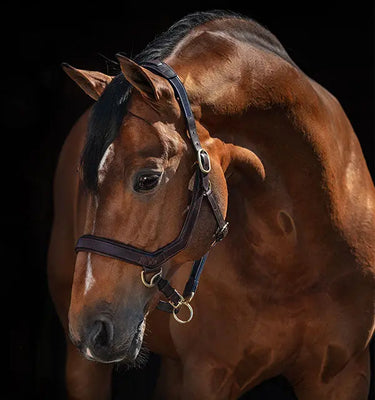 Buy Horseware Ireland Micklem Leather Headcollar| Online for Equine