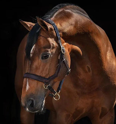 Buy Horseware Ireland Micklem Leather Headcollar| Online for Equine