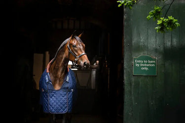 Horseware Ireland Navy/Brown & Silver Horseware Ireland Signature Stable 200g| Online For Equine
