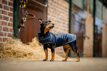 Horseware Ireland Navy Horseware Ireland Signature Padded Dog Rug 200g| Online For Equine