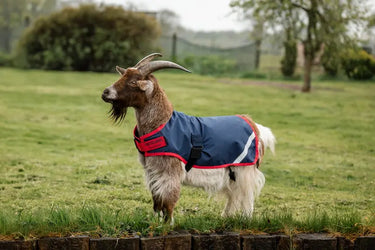 Horseware Ireland Navy/Red Horseware Ireland Goat Coat 0g| Online For Equine