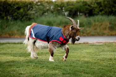 Horseware Ireland Navy/Red Horseware Ireland Goat Coat 0g| Online For Equine