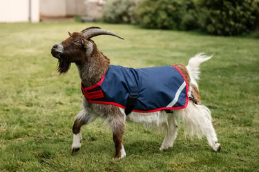 Horseware Ireland Navy/Red Horseware Ireland Goat Coat 200g| Online For Equine