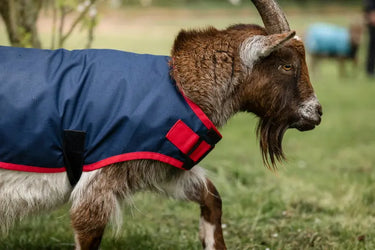 Horseware Ireland Navy/Red Horseware Ireland Goat Coat 200g| Online For Equine