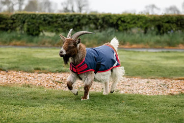 Horseware Ireland Navy/Red Horseware Ireland Goat Coat 200g| Online For Equine