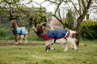 Horseware Ireland Navy/Red Horseware Ireland Goat Coat 200g| Online For Equine