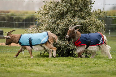 Horseware Ireland Navy/Red Horseware Ireland Goat Coat 200g| Online For Equine