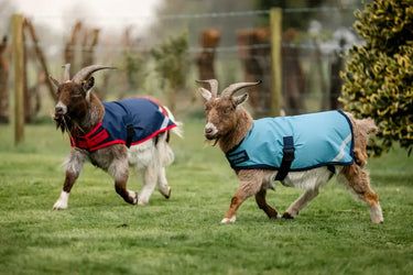 Horseware Ireland Navy/Red Horseware Ireland Goat Coat 200g| Online For Equine