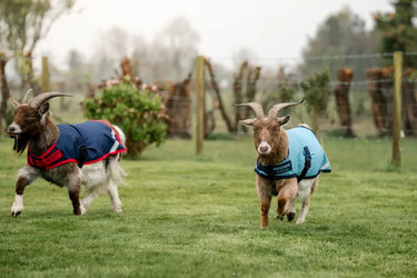 Horseware Ireland Navy/Red Horseware Ireland Goat Coat 200g| Online For Equine