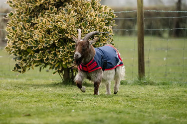 Horseware Ireland Navy/Red Horseware Ireland Goat Coat 200g| Online For Equine
