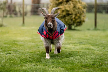 Horseware Ireland Navy/Red Horseware Ireland Goat Coat 200g| Online For Equine