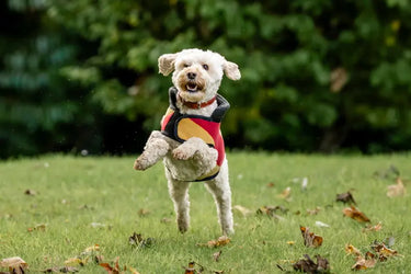 Horseware Ireland Newmarket Dog Fleece| Online For Equine