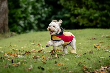 Horseware Ireland Newmarket Dog Fleece| Online For Equine