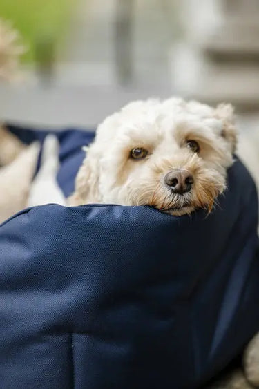 Horseware Ireland Newmarket Dog Fleece| Online For Equine