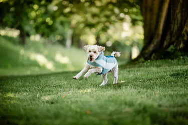 Horseware Ireland Newmarket Dog Fleece| Online For Equine