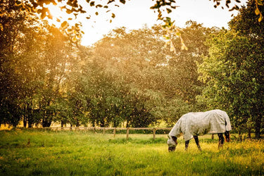 Horseware Ireland Newmarket Plus Rug Fly Sheet Witney Charcoal| Online For Equine