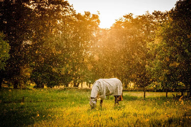 Horseware Ireland Newmarket Plus Rug Fly Sheet Witney Charcoal| Online For Equine