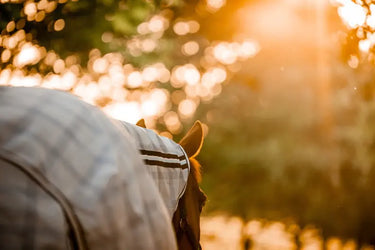 Horseware Ireland Newmarket Pony Plus Rug Fly Sheet| Online For Equine