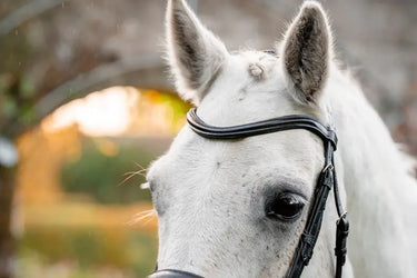 Horseware Ireland Pony  Flash Bridle| Online For Equine